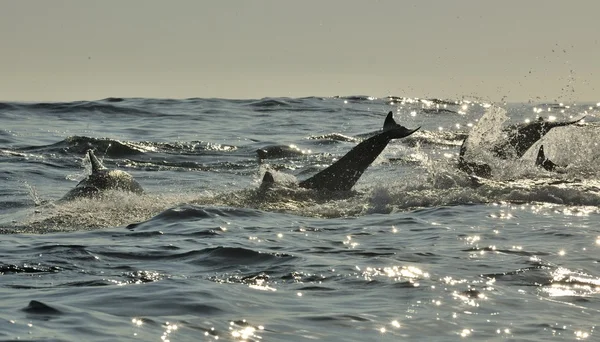 Silhueta dos Golfinhos, nadando no oceano — Fotografia de Stock