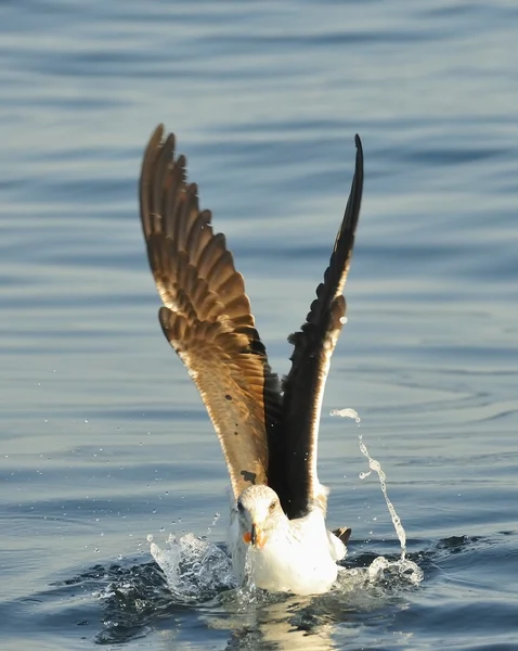 Karmienia młodych Kelp gull — Zdjęcie stockowe