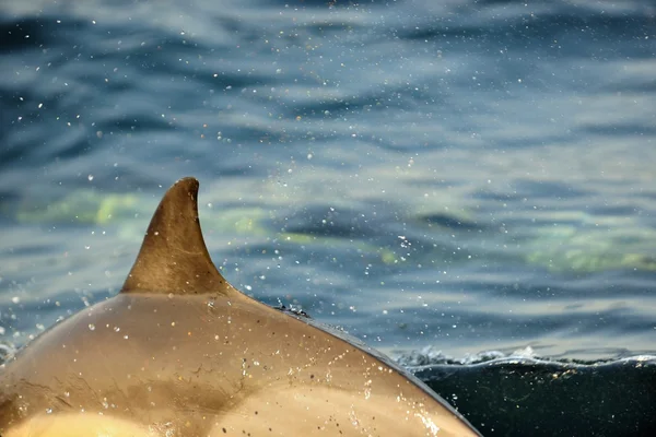 Задний плавник дельфина — стоковое фото