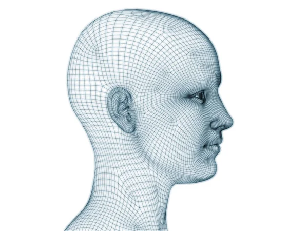 人脸三维绘制为线状网格 用于图解和设计 — 图库照片