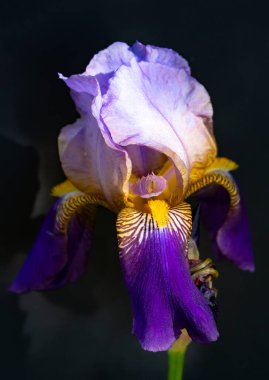Iris serisinden Tao. Doğa Kuvvetleri ve bitki dünyası konularında ince desenli Iris çiçeği ayrıntıları.