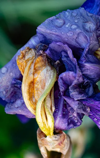 アイリスシリーズのタオ 自然の力と植物世界の主題についての細かい質感の詳細とアイリスの花のクローズアップ — ストック写真