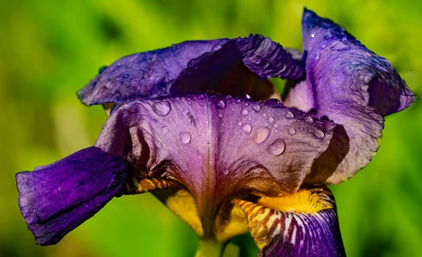 Řada Tao Iris Zblízka Květina Duhovky Jemnými Detaily Textury Téma — Stock fotografie