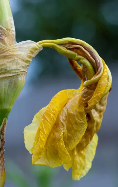 Iris serisinden Tao. Doğa Kuvvetleri ve bitki dünyası konularında ince desenli Iris çiçeği ayrıntıları.