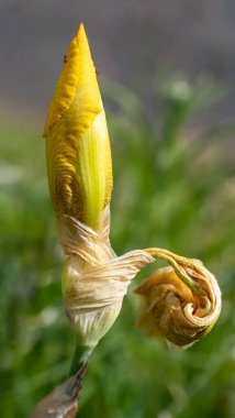 Iris serisinden Tao. Doğa Kuvvetleri ve bitki dünyası konularında ince desenli Iris çiçeği ayrıntıları.