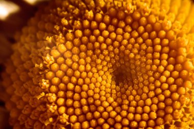 Papatya çiçeği deseni dokusunun geometrik aydınlatma desenini ortaya çıkarıyor