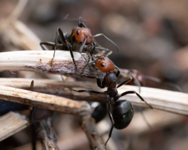 Doğa, Yaz ve Doğal Güzellik konulu Karınca Makrosu.