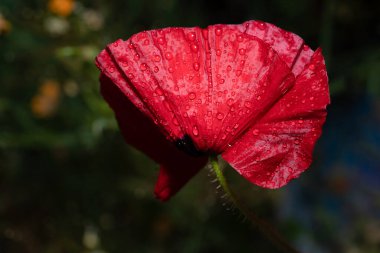 Doğa, Yaz ve Doğal Güzellik konulu haşhaş çiçeğinin yakın çekimi.