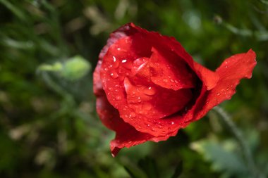 Doğa, Yaz ve Doğal Güzellik konulu haşhaş çiçeğinin yakın çekimi.
