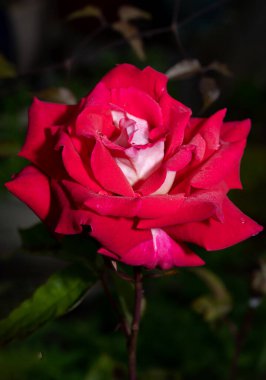 Doğa, Yaz ve Doğal Güzellik konulu bir gül çiçeğinin yakın çekimi.