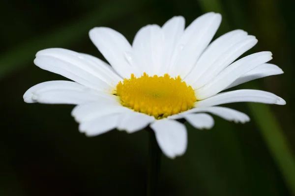 Nahaufnahme Einer Gänseblümchenblume Zum Thema Natur Sommer Und Wildnis — Stockfoto