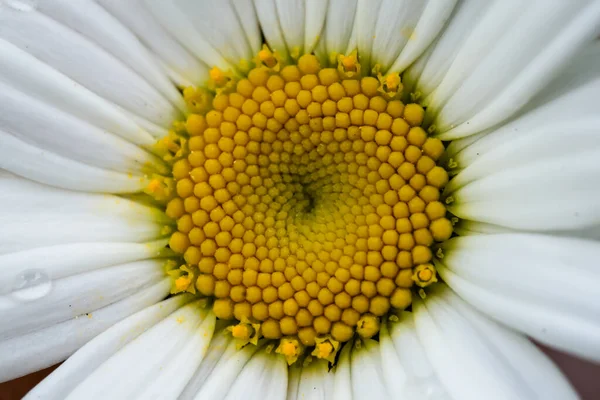 Primer Plano Una Flor Margarita Sobre Tema Naturaleza Verano Desierto — Foto de Stock