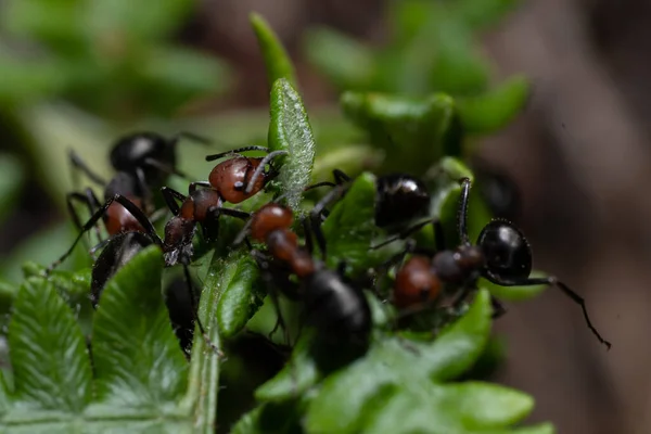 Macro Ants Subject Nature Summer Natural Beauty — Stock Photo, Image