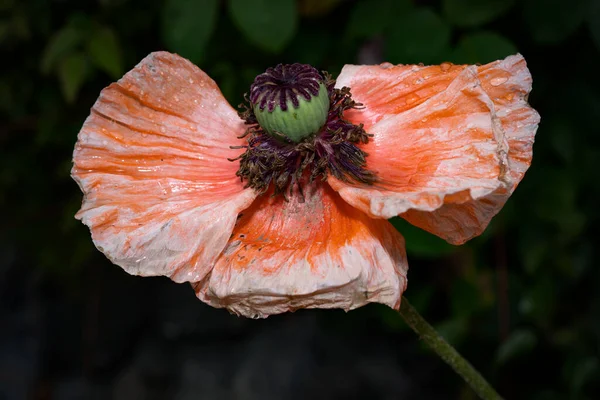 自然の美しさをテーマにしたポピーの花のクローズアップ — ストック写真