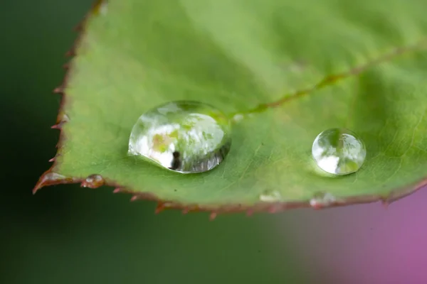 Close Water Drops Subject Nature Summer Natural Beauty — Stock Photo, Image