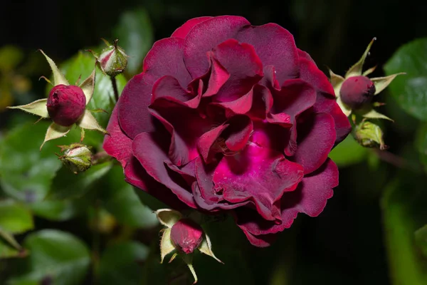 Primer Plano Una Rosa Sobre Tema Naturaleza Verano Belleza Natural —  Fotos de Stock