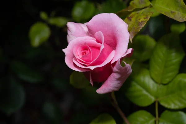 Primer Plano Una Rosa Sobre Tema Naturaleza Verano Belleza Natural —  Fotos de Stock