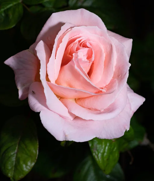 Primer Plano Una Rosa Sobre Tema Naturaleza Verano Belleza Natural —  Fotos de Stock
