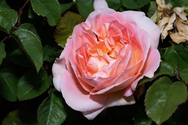 Primer Plano Una Rosa Sobre Tema Naturaleza Verano Belleza Natural —  Fotos de Stock