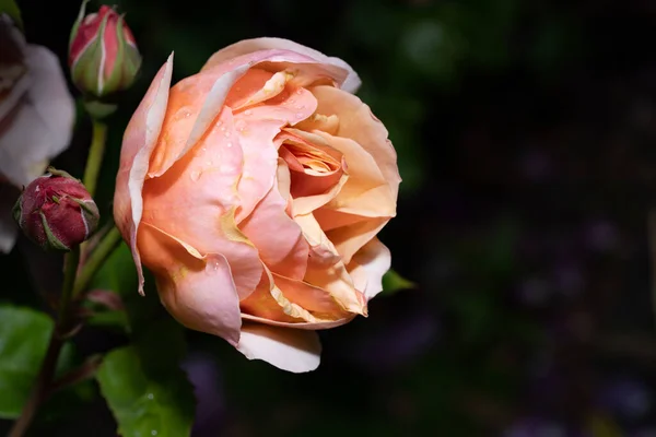 Primer Plano Una Rosa Sobre Tema Naturaleza Verano Belleza Natural —  Fotos de Stock