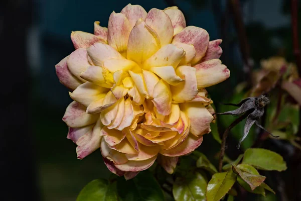 Primer Plano Una Rosa Sobre Tema Naturaleza Verano Belleza Natural —  Fotos de Stock