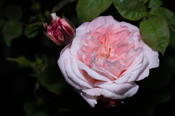 Primer Plano Una Rosa Sobre Tema Naturaleza Verano Belleza Natural — Foto de Stock
