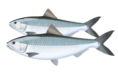 Balık. Ringa balığı illüstrasyon