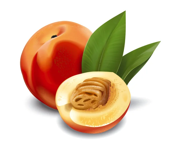 Peaches detailed illustration — Stock Photo, Image