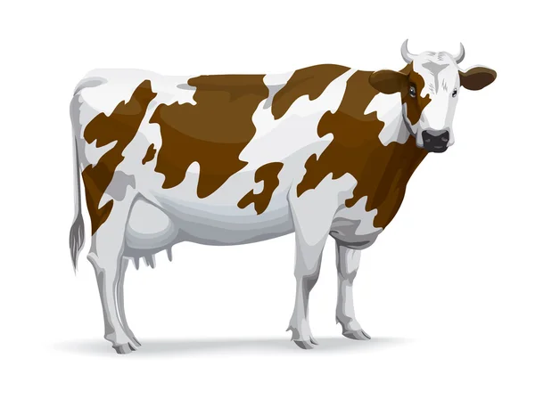 Kráva s hnědé skvrny — Stock fotografie