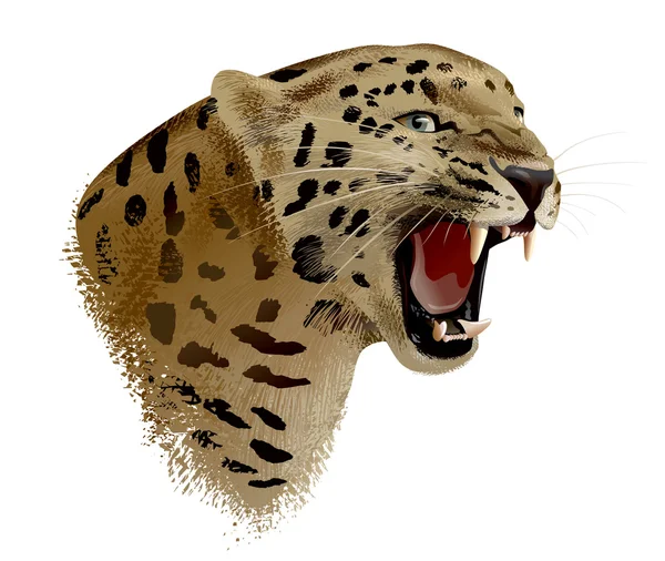 Leopard Head — Stock Photo, Image