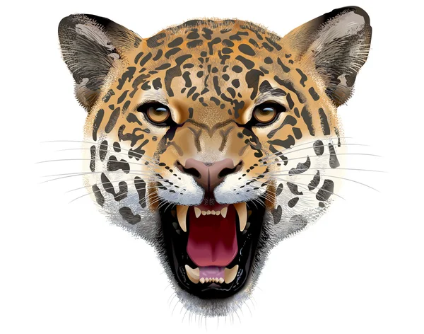 Leopard Head — Stock Photo, Image