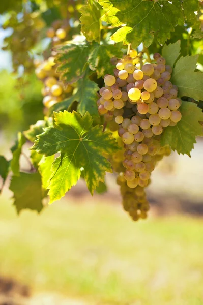 Uvas de vino blanco — Foto de Stock