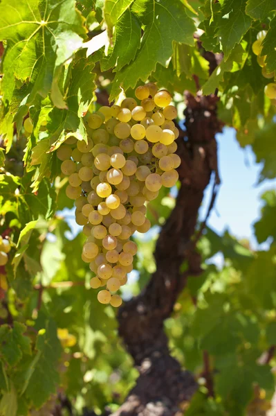 Uvas de vino blanco — Foto de Stock