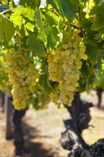 Uvas de vino blanco — Foto de Stock