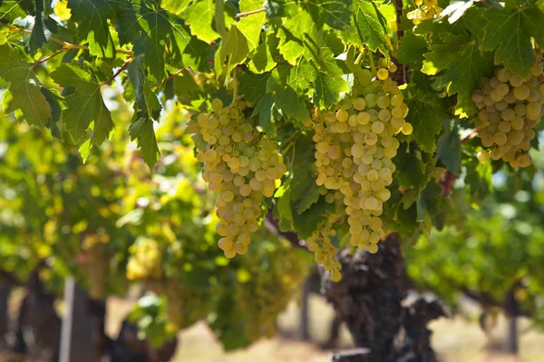 Uvas de vino blanco — Foto de Stock