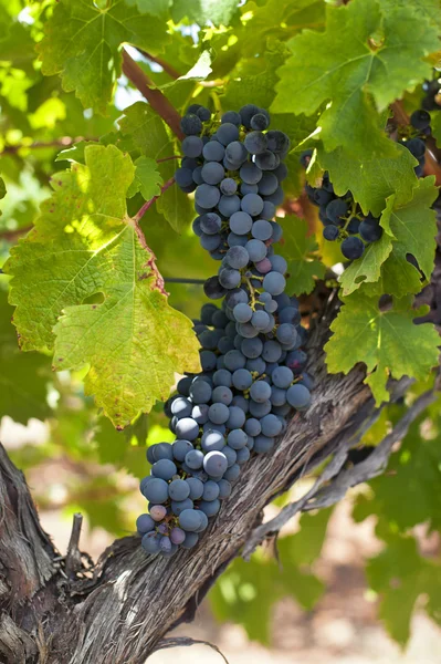 Red vines — Stock Photo, Image