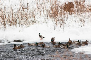 Vahşi ördekler açık havada yüzer. Nehir seçici bir odak noktası..