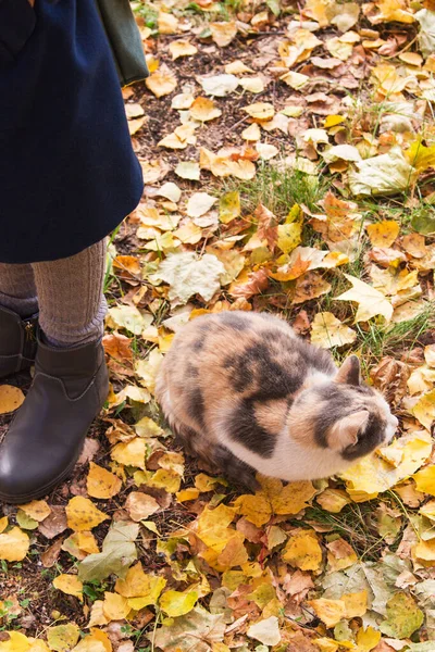 Gato Sem Teto Tapete Folhagem Queda Amarela Menina — Fotografia de Stock