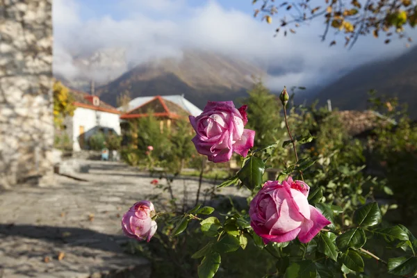 Růžová zahrada v Ázerbájdžánu Stock Snímky