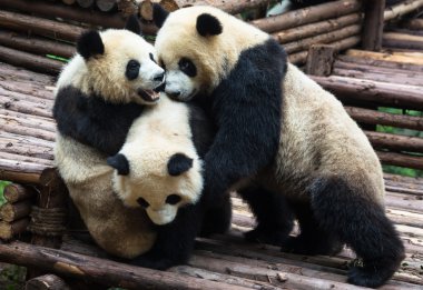 Panda.