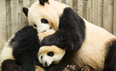 pandalar