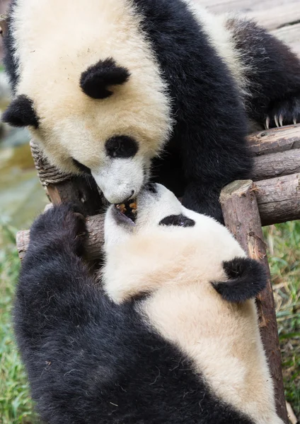 Pandas — Stockfoto