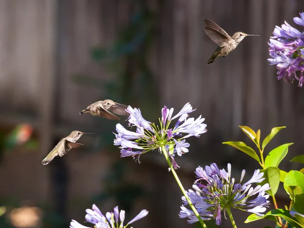 Colibrí Imágenes De Stock Sin Royalties Gratis