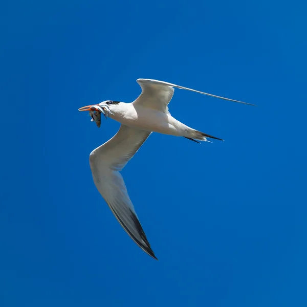 Gaivota com peixe — Fotografia de Stock