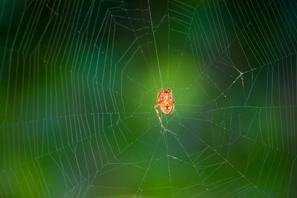 Aranha — Fotografia de Stock