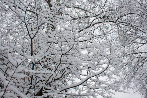 照片以 Jpg格式拍摄 尺寸3888X2592 树枝上覆盖着雪 形成了一张网 — 图库照片