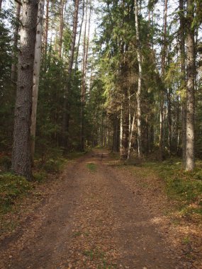 Sonbahar manzarası. Sonbahar ormanlarındaki orman yolu solmuş çimenlerin, çalıların ve ağaçların arasında..     