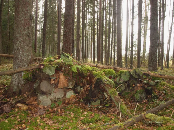 Des Arbres Sciés Dans Forêt Automne Envahis Par Mousse Les — Photo