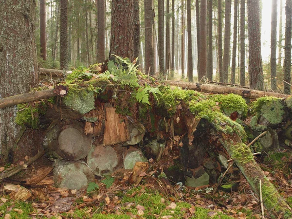 Segato Alberi Nella Foresta Autunnale Ricoperto Muschio Felci — Foto Stock