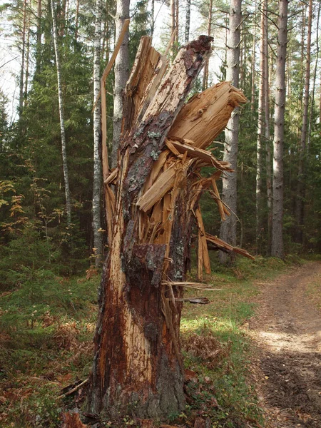 Souche Arbre Fendue Laissée Arbre Cassé Tombé Dans Une Forêt — Photo